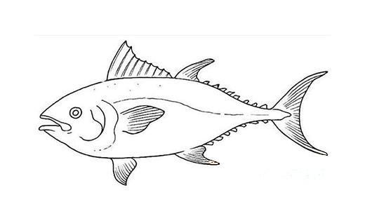 海洋鱼的画法简笔画图片 深海鱼素描怎么画好看简单