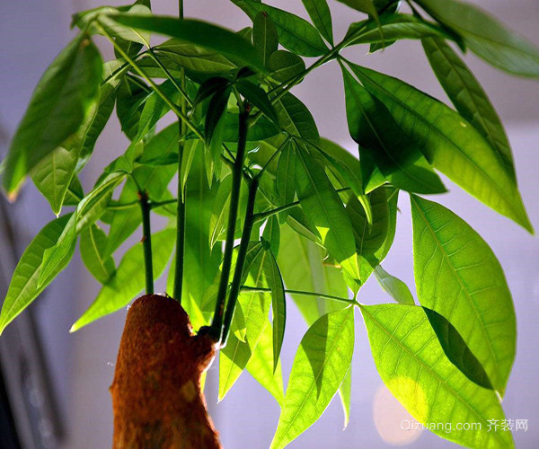 甲醛克星植物有哪些