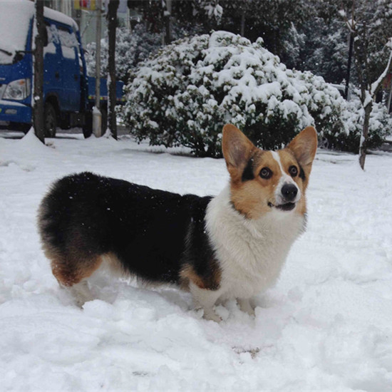 柯基犬什么价格 柯基犬为什么没有尾巴 柯基犬怎么看品相