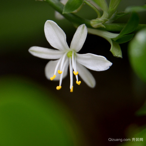 吊兰开花后枝条怎么办