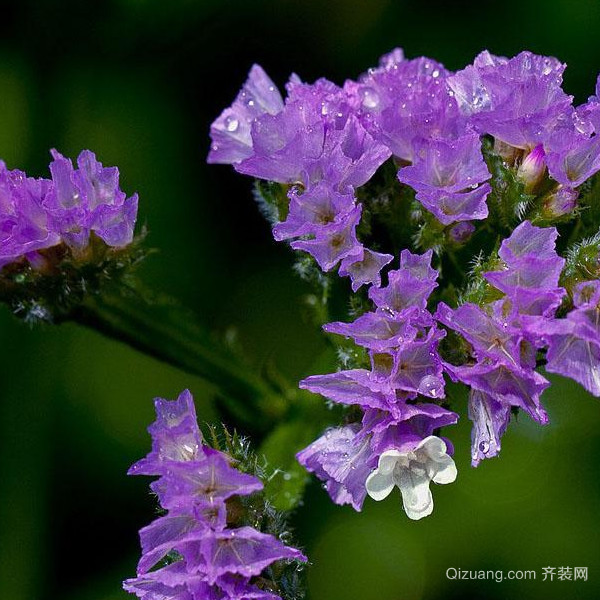 勿忘我花语和寓意