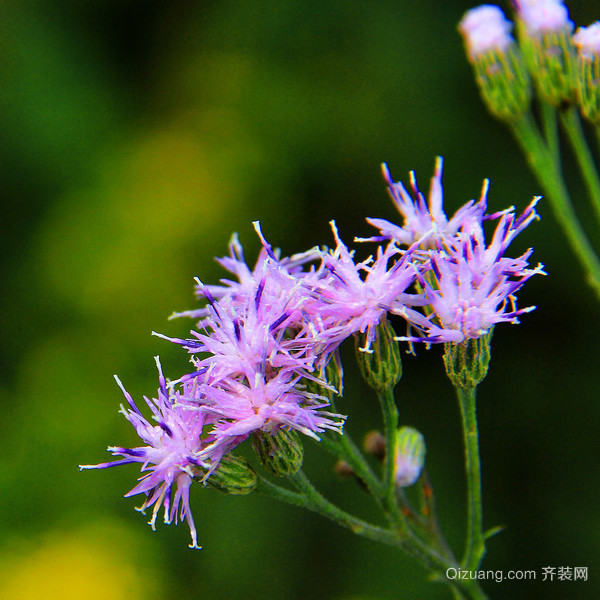 风毛菊的价格及简介