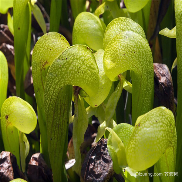 食虫植物生长速度