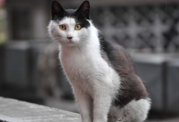 流浪猫真的会选主人 流浪猫可以带回家吗 流浪猫进家有什么预兆