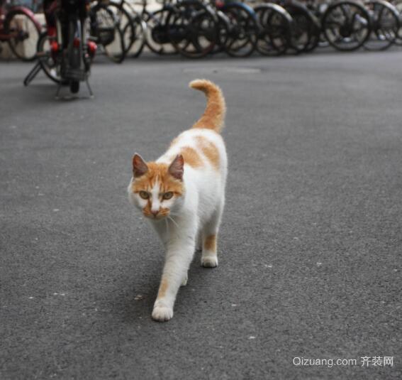 流浪猫可以带回家吗