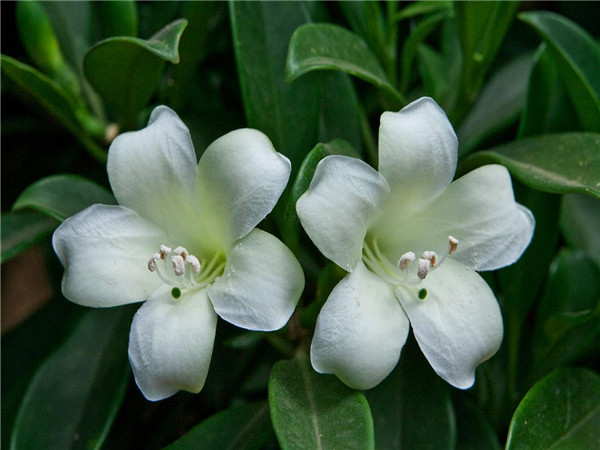 非洲茉莉开花吗 非洲茉莉如何生根 非洲茉莉多久浇一次水