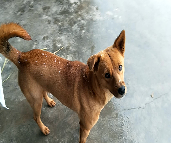 中华田园犬多少钱一只 中华田园犬智商排名 中华田园犬有哪些品种