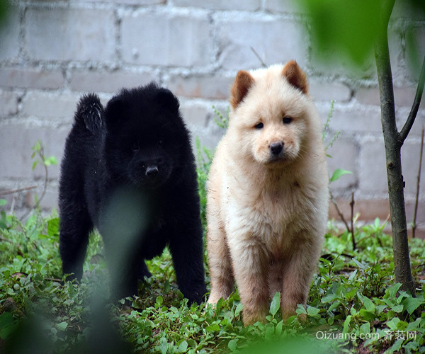 中华田园犬智商排名