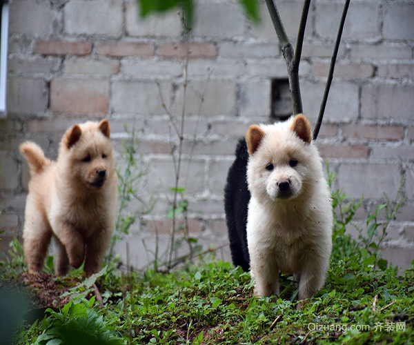 中华田园犬有哪些品种