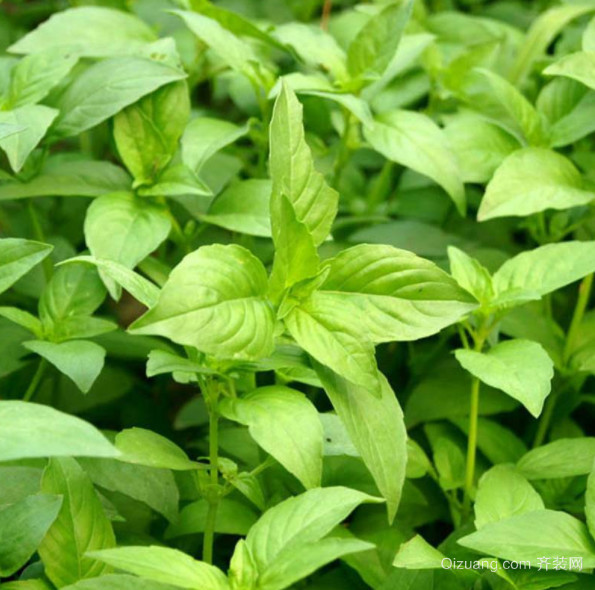 什么是草本植物