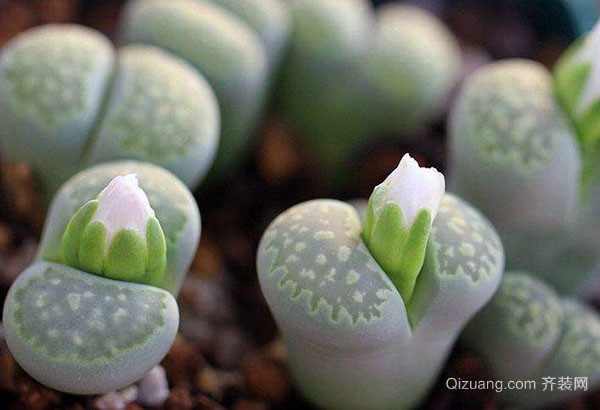 多肉植物怎么浇水